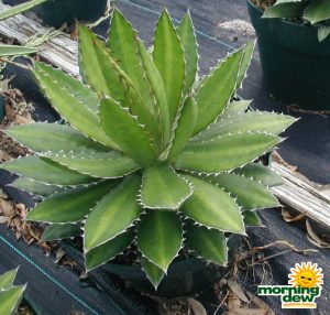 succulents agave univattata