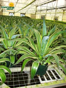 succulents agave variegated spineless