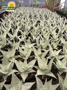 succulents aloe delta light