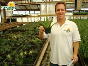 succulents aloe vera