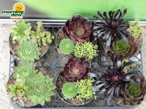 succulents dish gardens