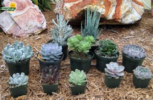 succulents echeveria