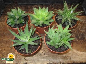 succulents haworthias