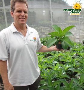 succulents kalanchoe mother of thousands