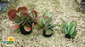 succulents kalanchoe thyrsiflora