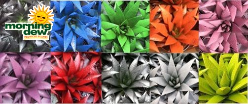 succulents painted aloe flow desert gems