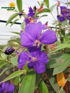 tibouchina bloom