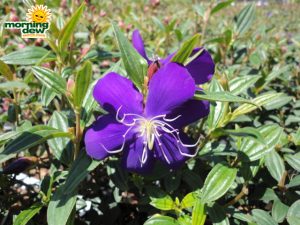 tibouchina lepidota bloom
