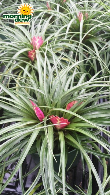 tillandsia cyanea