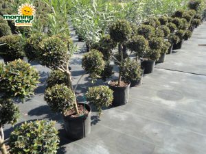 topiary eugenia pom pom