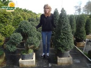 topiary eugenia pom pom cone