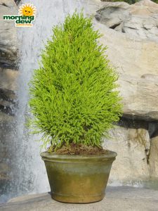 topiary lemon cypress