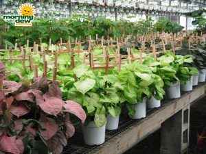 totems nephthytis syngonium