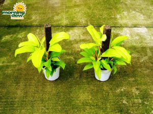 totems philodendron golden emerald