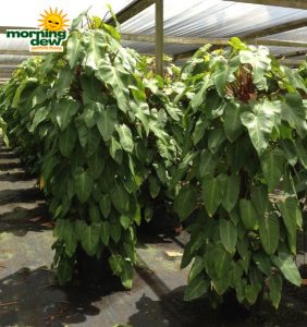 totems philodendron red emerald