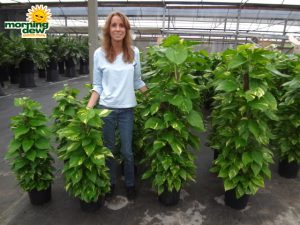 totems pothos golden