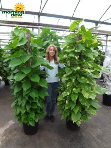totems pothos jade golden