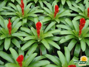 bromeliad vriesea kallistro