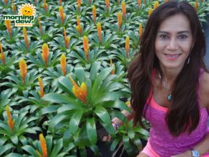 bromeliad vriesea miranda