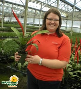 bromeliad vriesea splenreit