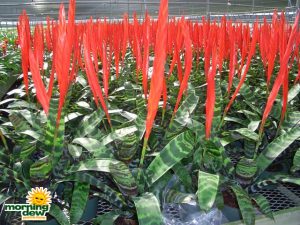 vriesea splenreit bromeliad