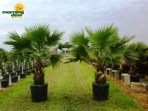 washingtonia palm