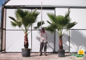 washingtonia palm
