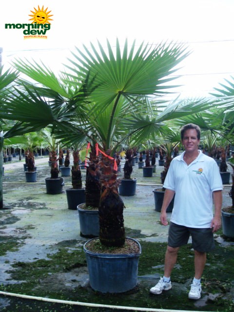 washingtonia palm