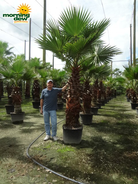 washingtonia palm