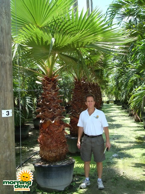 washingtonia palm