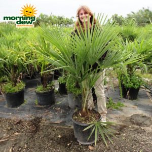 windmill palm trachycarpus fortunai