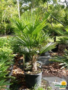 windmill palm trachycarpus fortunai