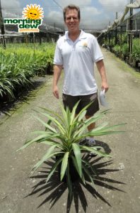 yucca tip variegated