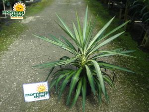 yucca tip variegated