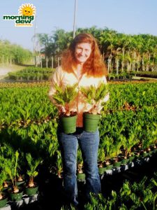 zamia pumila coontie