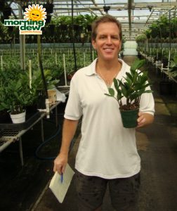 zamioculcas zamifolia zz plant