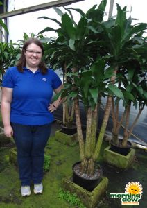 Dracaena Fragrans Branched