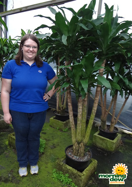 Dracaena Fragrans Branched