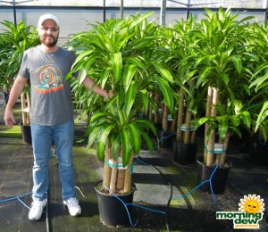Dracaena Mass Cane corn plant