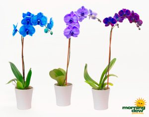 Orchid Phalaenopsis Mystique