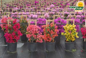 Bougainvillea Trellis