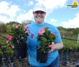 Dipladenia Bush Rio Pink
