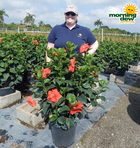Flowering Hibiscus Bush Red 14 in
