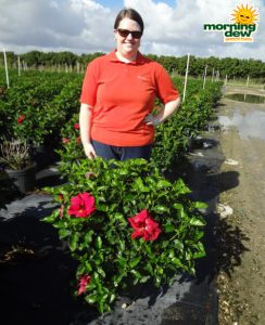 Hibiscus Bush Red Ruby