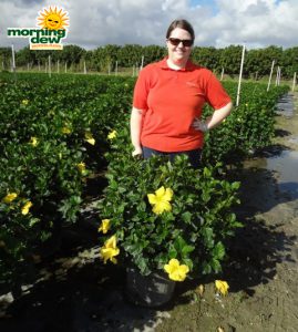 Hibiscus Bush Yellow