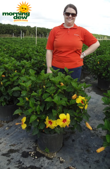 Hibiscus Bush Yellow Red Center