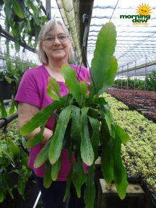 Hanging Basket Rhipsalis