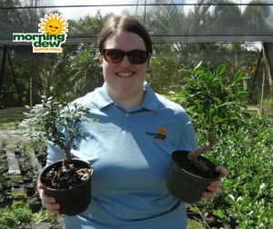 Bonsai Assorted Starts