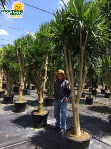 Dracaena Tarzan Branched Character