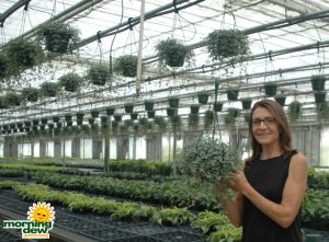 Hanging Basket Pilea